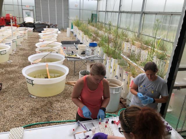 HanschuJanaye's tweet photo. MIMS-part 2. Looking at denitrification and N-fixation. MIMS sampling requires a lot of hands. Also, we do the regular-every day sampling &amp; lab analysis. Thank you to the #BurginLab, once again, for all the help! @A_Bagel_Pruitt also pulled her sed traps! #MAPS2019 @KansasEPSCoR https://t.co/oysKepZqDq