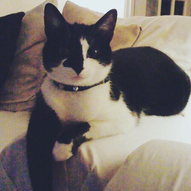 WyldeDanni's tweet photo. Got to recognise these little dears on #InternationalCatDay 
#thursdaythoughts  
Looking like butter wouldn’t melt https://t.co/Q3t35p7G62