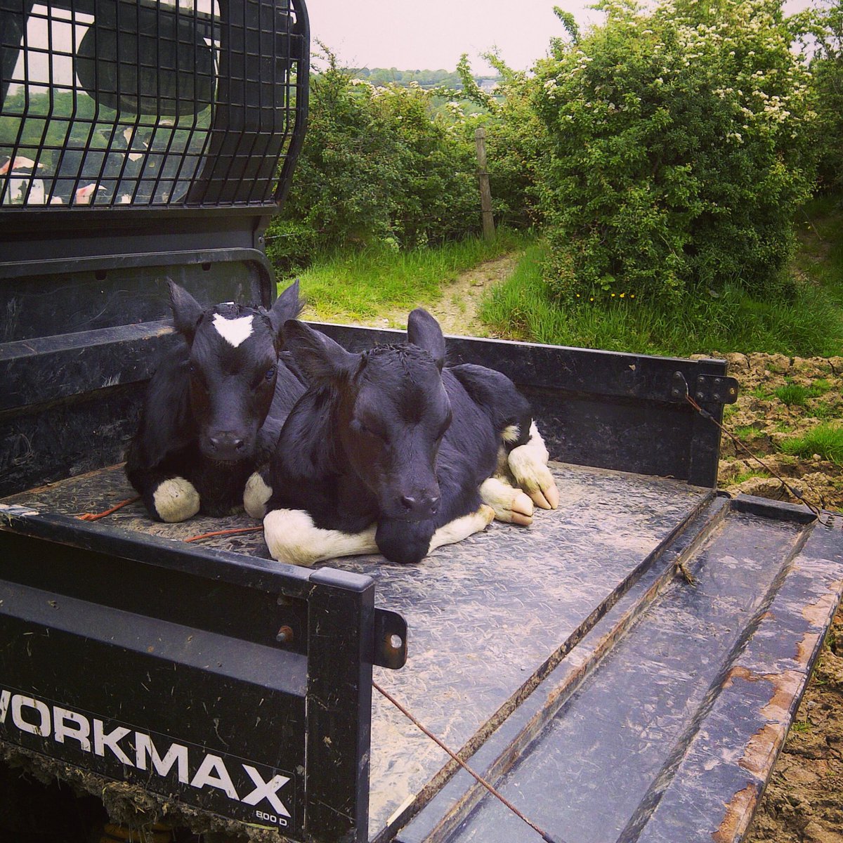 sarah97howells's tweet photo. Backing up British farmers all working hard every day of the year! Doing what we love 🐄🐮 #Farm24 https://t.co/yaOwaAVYJI