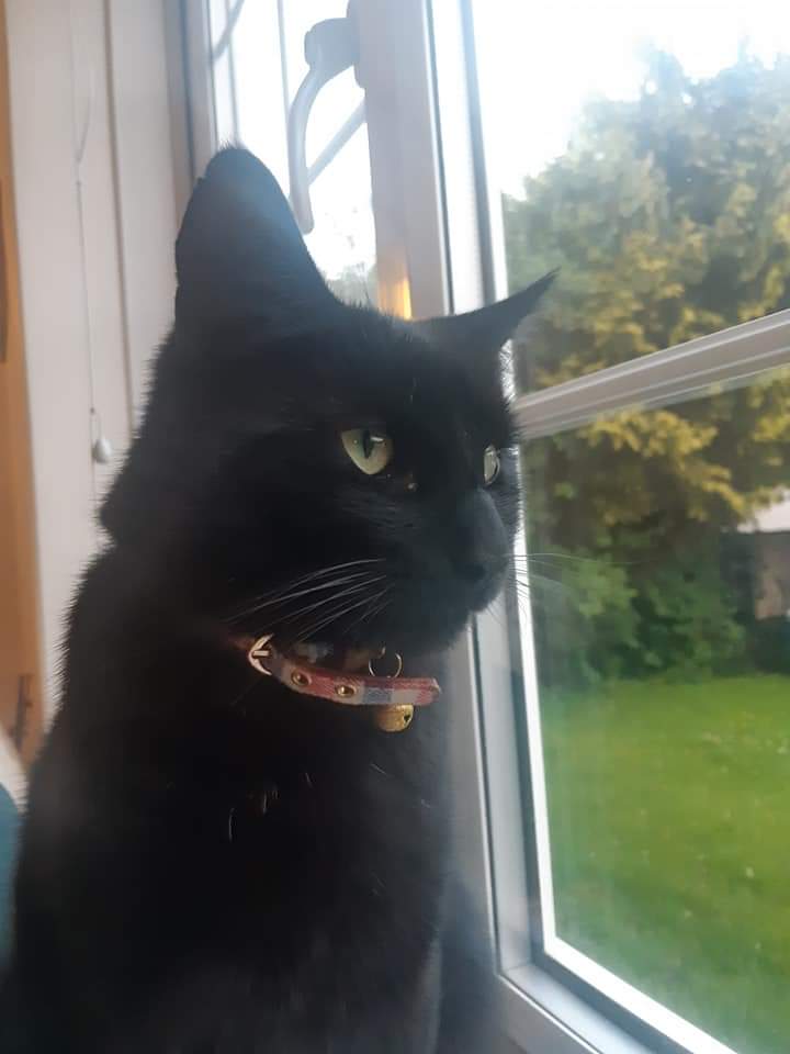 bethalicejadexo's tweet photo. @lostfoundkent last Friday our cat went missing after moving house from Canterbury to Lenham, he is microchipped &amp; missed dearly, please could you retweet? @EmilysillE https://t.co/OuXAMG3hSq