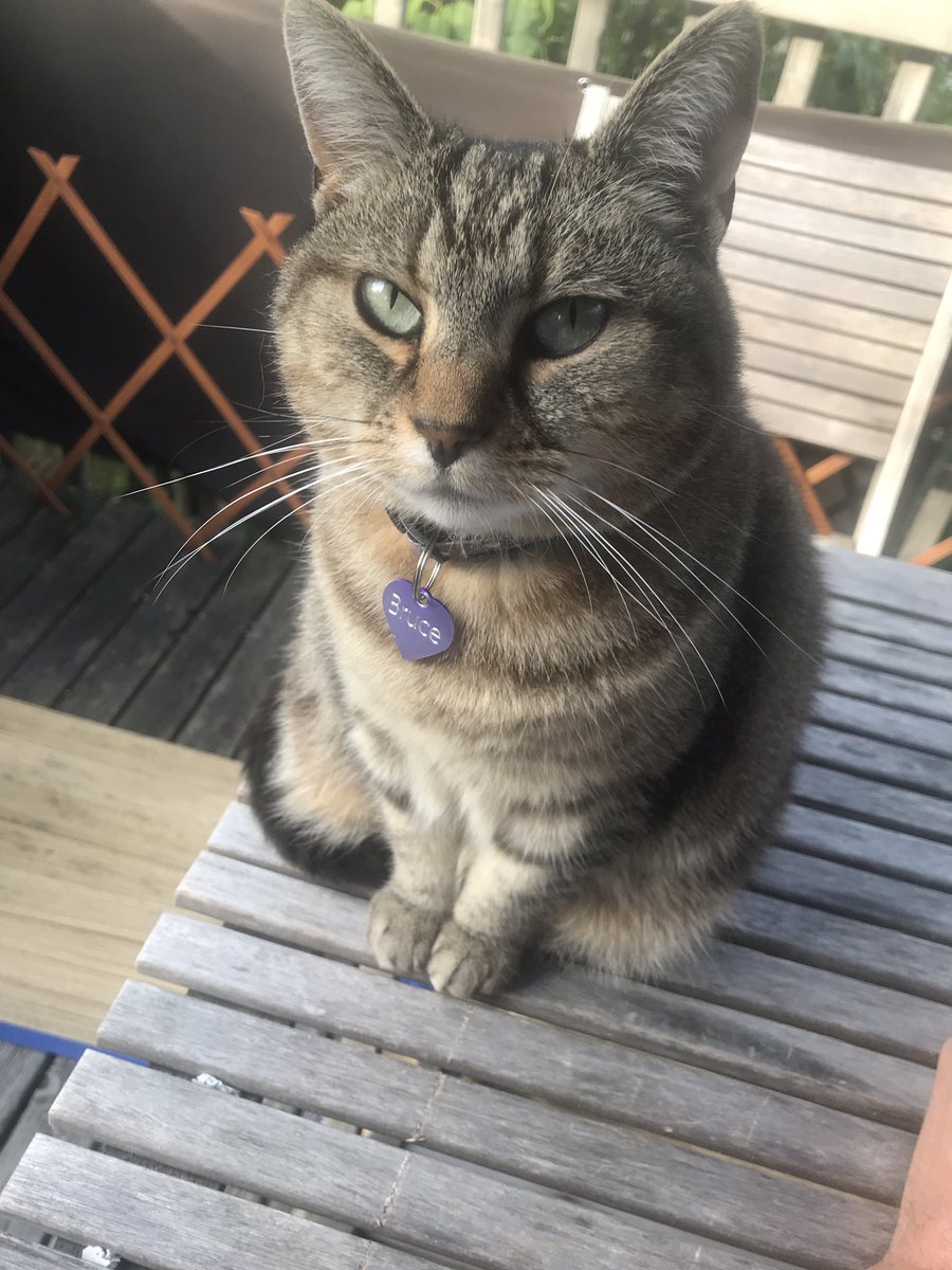 Richard72215830's tweet photo. Happy #InternationalCatDay2019 https://t.co/PhuGEw5Rw5
