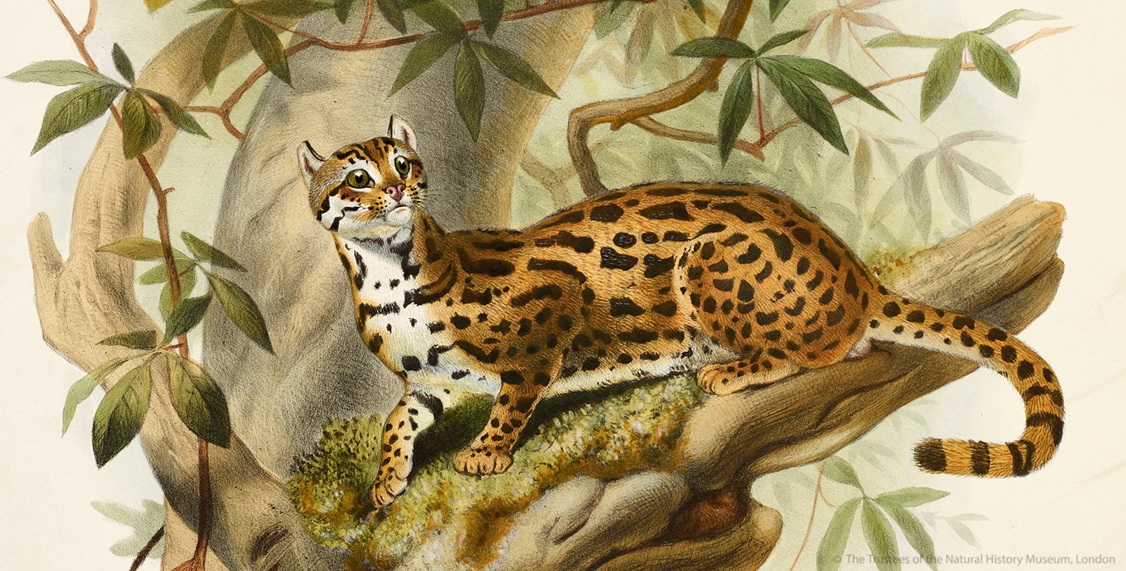Дикая Бенгальская кошка ареал
