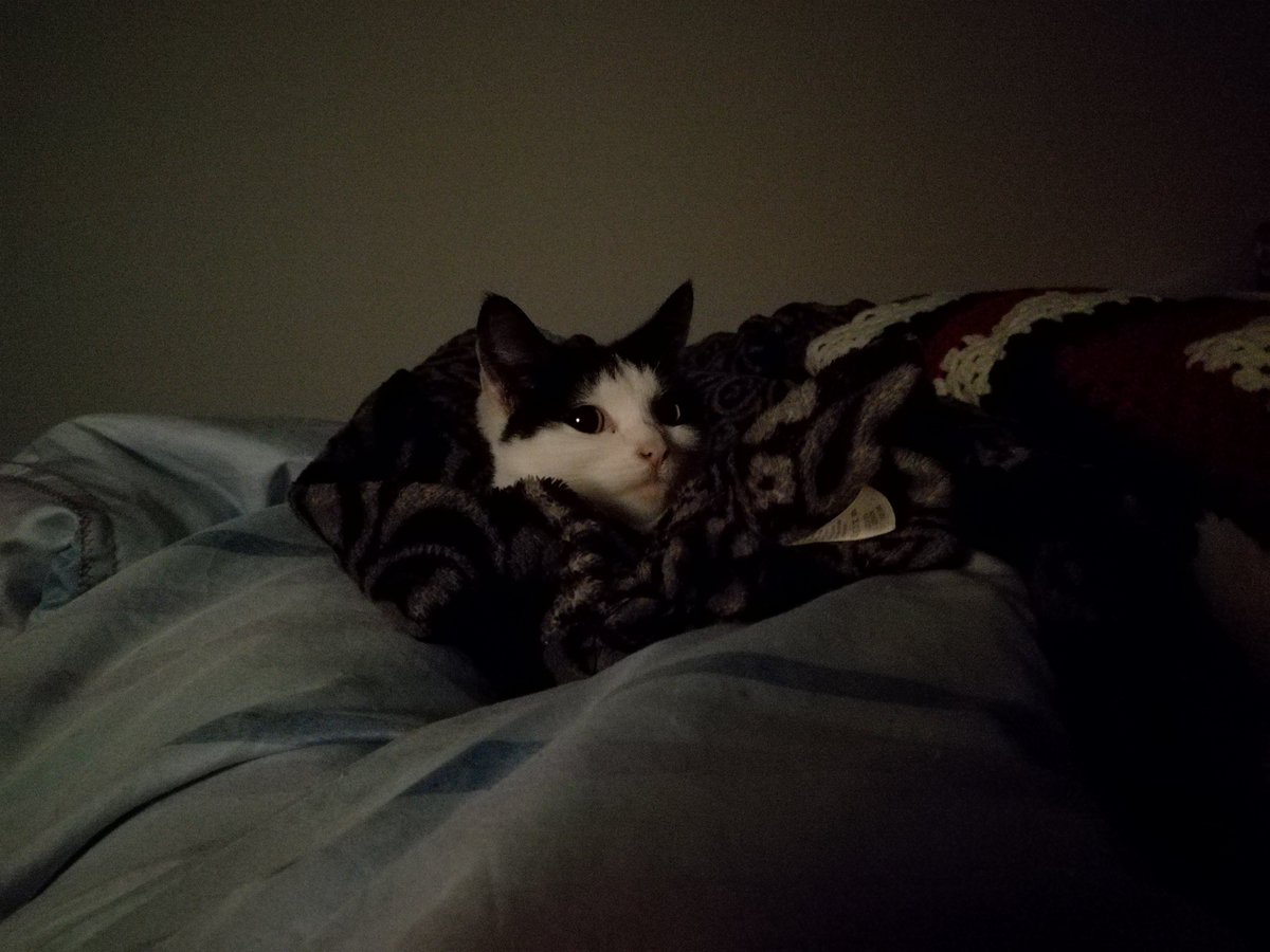 USSUStudentOpps's tweet photo. @salfordsu This is Lola. She woke up from her nap to say hi... https://t.co/19S68CVSLZ