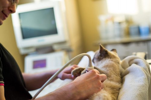 growthntrends's tweet image. #Imagingdevices help veterinarians and technicians in the diagnosis and management of zoonotic diseases 
#InternationalCatDay #VeterinaryImaging @Laboratories bit.ly/2yIVX2S