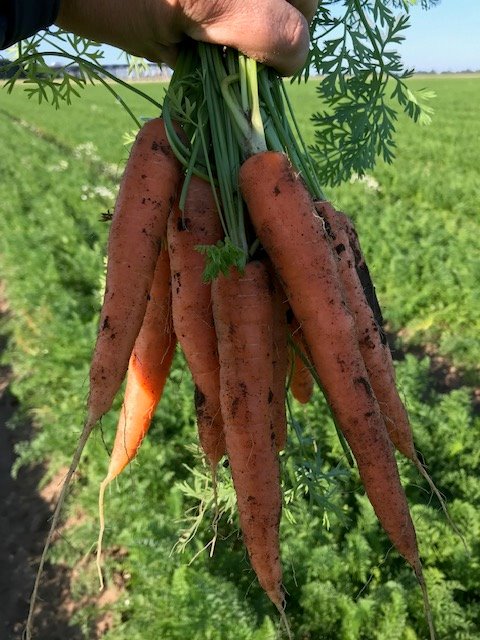 No words needed...……. Fresh from the field 😍🥕🚜😍
#Farm24 #farming #carrots
