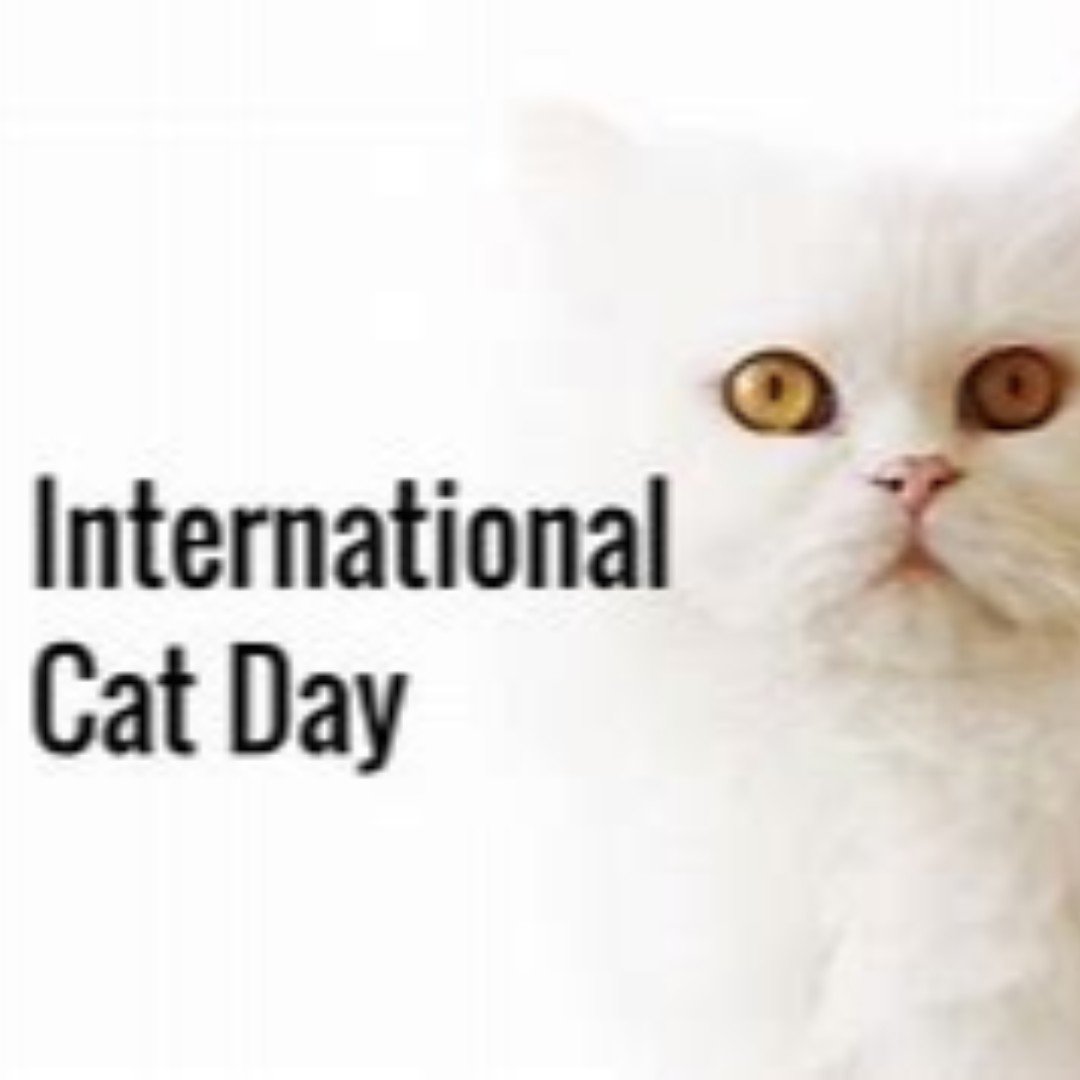 SEXSTROLOGY's tweet photo. Meow! Happy International Cat Day!
#Cats #Catsoftheinstagram #Cathoroscopes https://t.co/41rbygPF8h