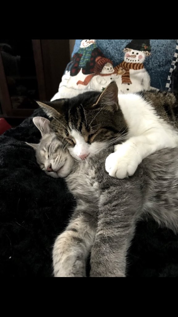 RhondaDowner's tweet photo. @BTtoronto Stephano and Skylar having some snuggle time...#InternationalCatDay https://t.co/5j6odxIurR