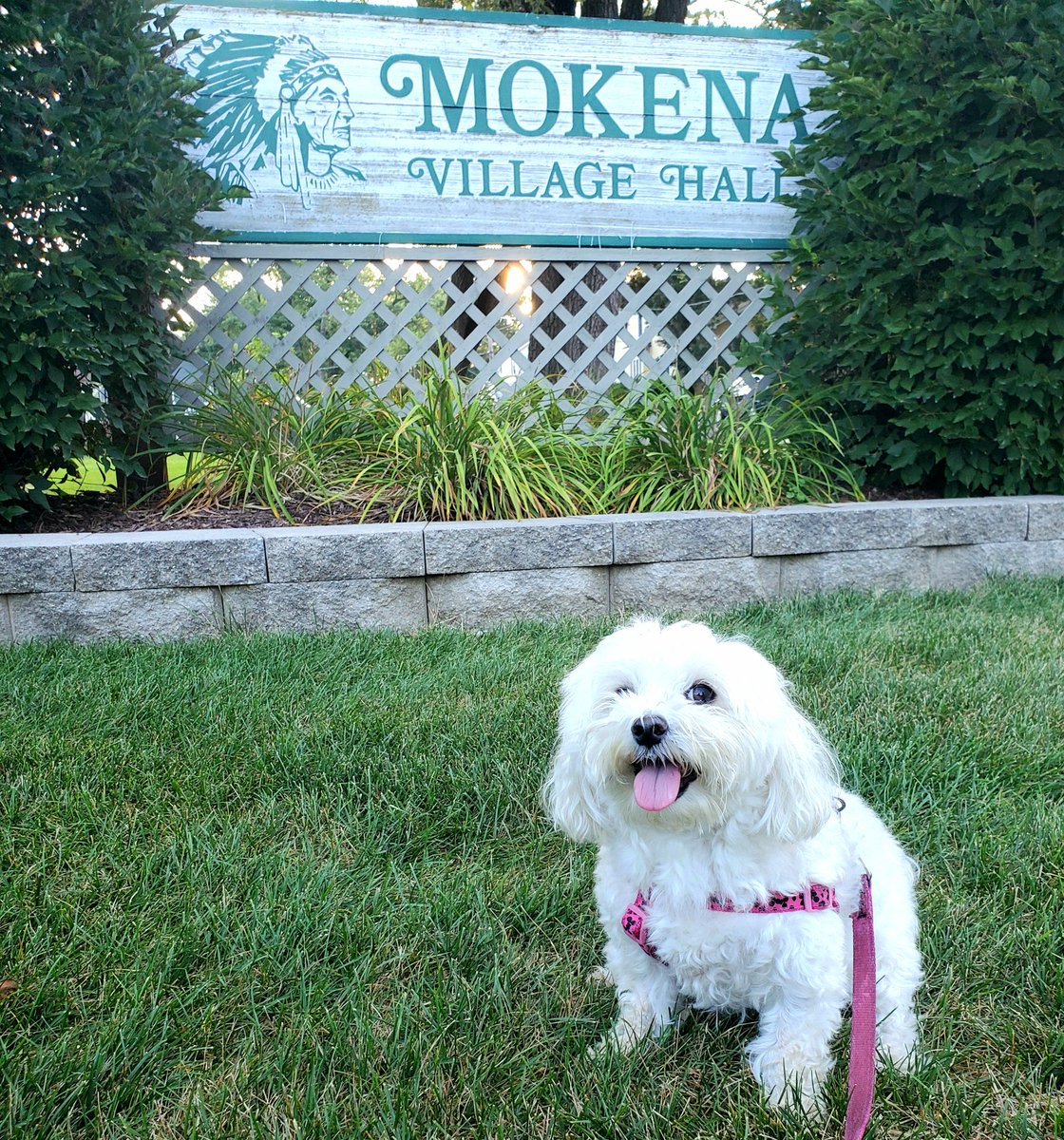 GiGi_OnTheScene's tweet photo. I love my village!! 
#mokena #maltese #dog #ThankfulThursday https://t.co/crfqancQEh