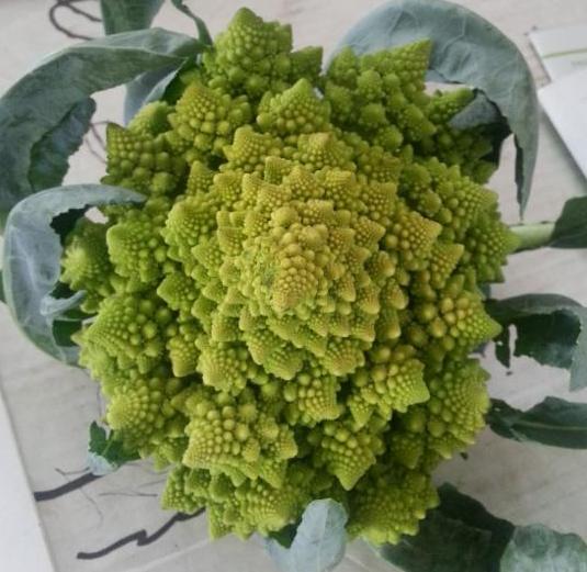 CalgaryLocavore's tweet photo. Enjoy the most beautiful vegetable in the world - local Romaneshko Cauliflower from #FreshAndLocalFarmOutlet #vegan #vegetarian #buylocal #buyCanadian #abopenforbusiness #letstalkfresh #yyceats #shoplocal https://t.co/tNnLxc5JMV https://t.co/cI5HuqrVOb