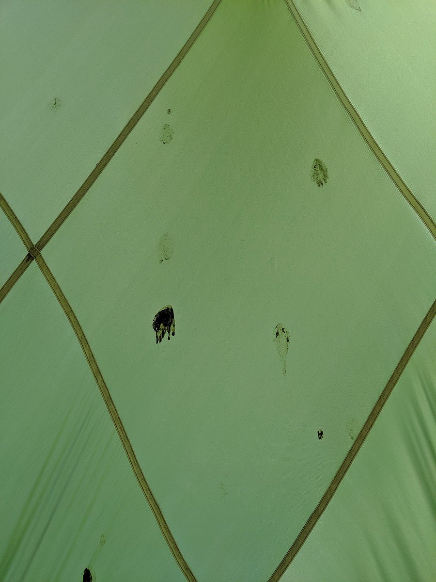 The results are in...

After months of testing, the lab can confirm our shelters are bird poo proof!

#parachuteshelters #dasoutdoors #birdpooproof