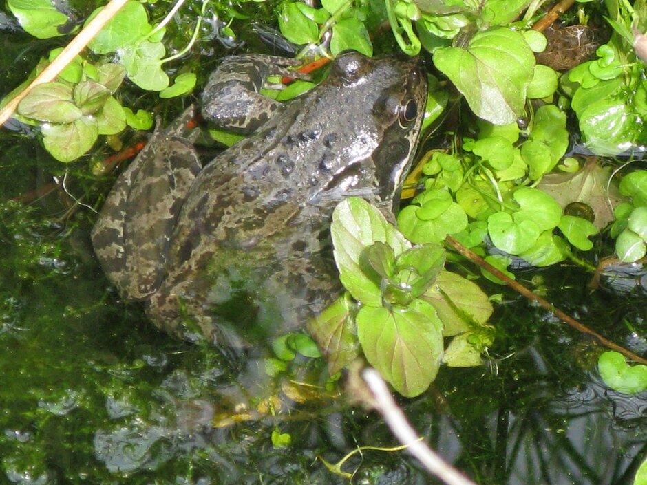 The_RHS's tweet photo. Amphibians, frogs, toads &amp; newts can be all beneficial garden creatures which will feed on a wide range of invertebrates. You can help encourage adult frogs &amp; toads into your garden by providing log piles &amp; other damp habitats in which they can shelter 🐸 https://t.co/M1oWCUOShH https://t.co/j97nTRVOv5