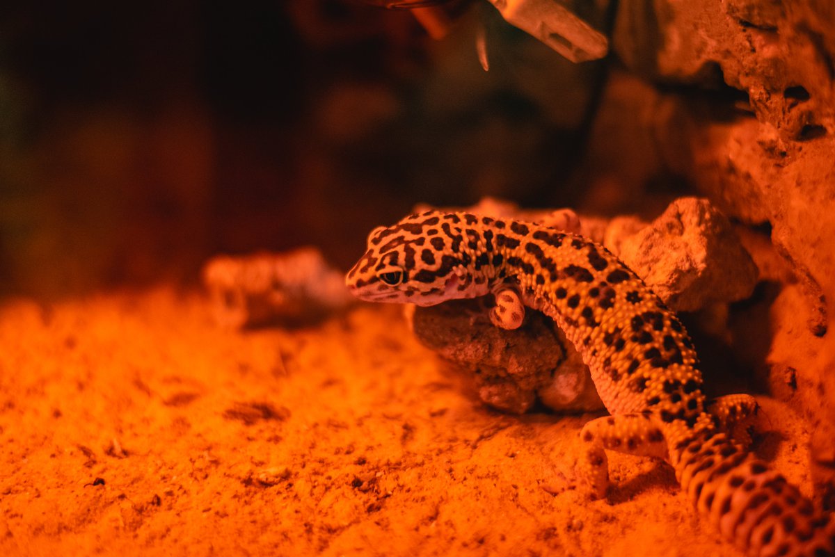 Have you seen the #geckos in the #reptile and #amphibian area? 🦎

Did you know?💡 Unlike most geckos, #leopardgecko cannot climb up smooth surfaces considering thy do not have toe pads.

#malta #lovinmalta #visitmalta #maltalife   #maltanationalaquarium #aquarium #aquariumfans
