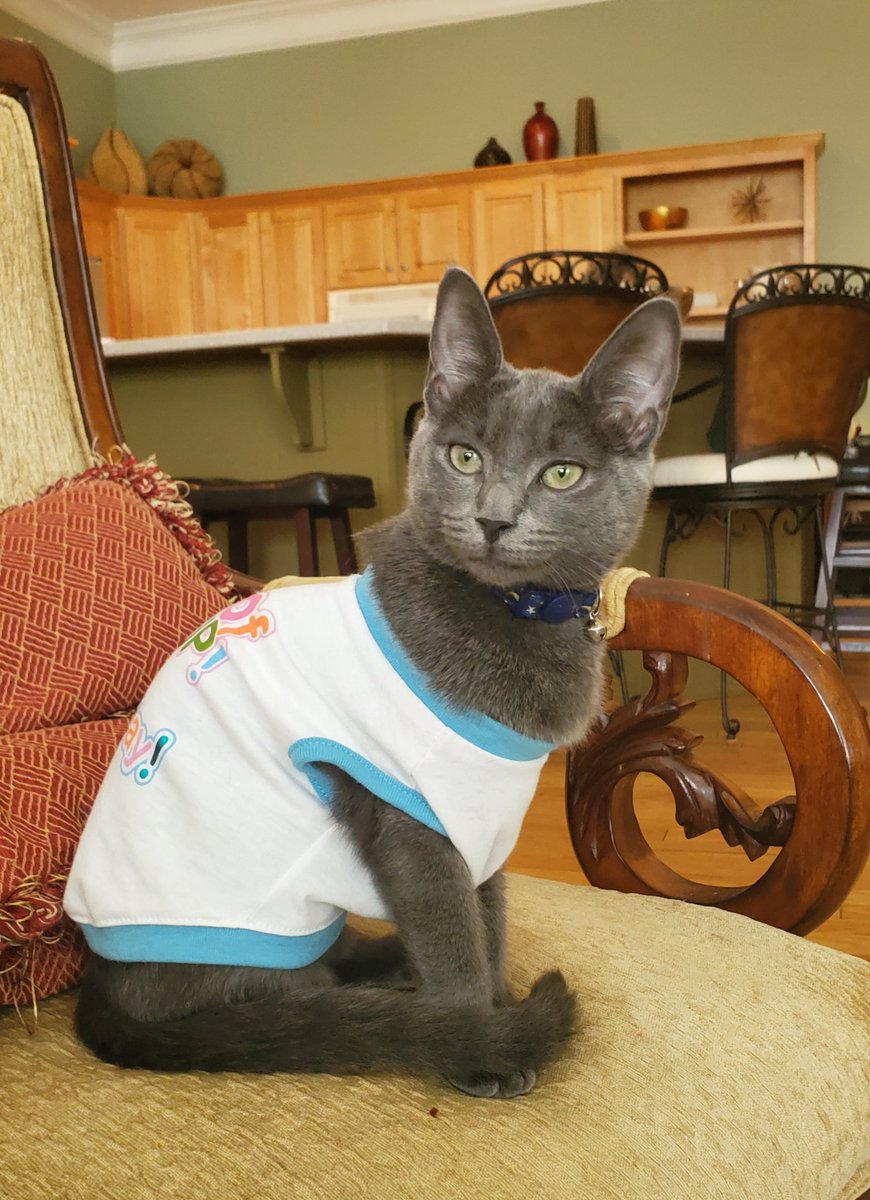 they put Me in this Re Diculous Shirt!!!!!!!!!!! mom says it is to '" keep me from scratch ing my stitches'..... this is Unfair Treat Ment!!!!!!!