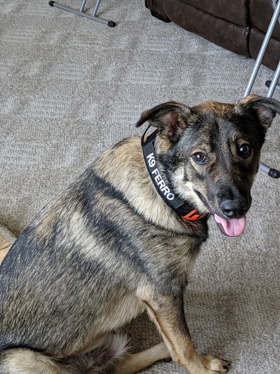 Daddy says I’m a big boy now and I get to wear my ID collar and the name stripe that @Love4PoliceDogs made just for me! #SARK9 #WorkingDog