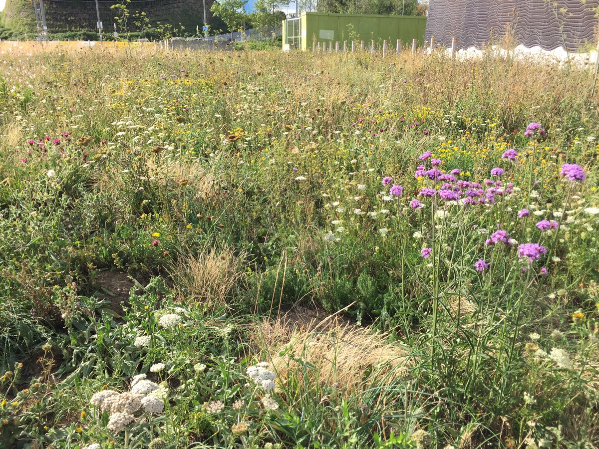 apiculturalLdn's tweet photo. Stitch meadows at the @noordinarypark still looking fabulous and providing food for pollinators throughout August when all our native trees and shrubs have ceased flowering. Covered in bees including these rare Bombus humilis #sillyurbanmeadows https://t.co/tT9DhWCRQK
