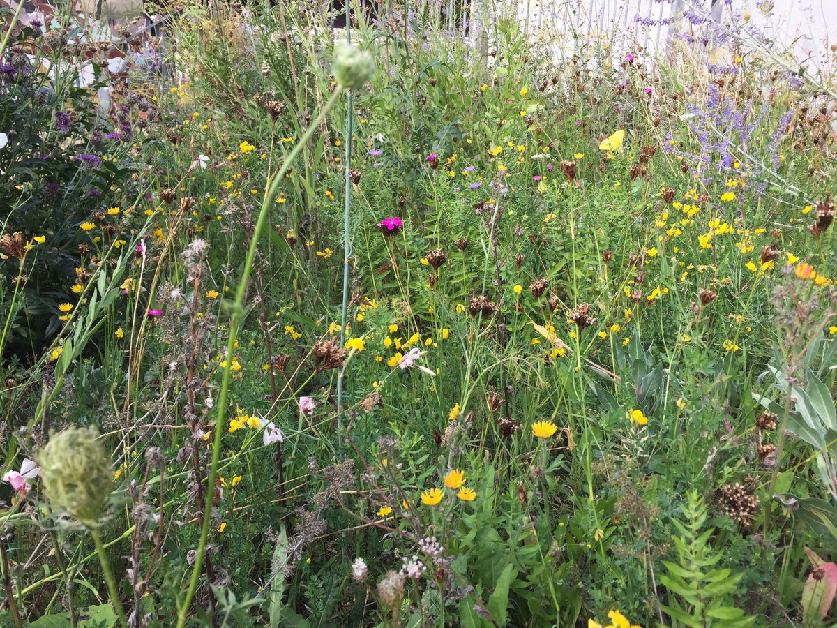 apiculturalLdn's tweet photo. Stitch meadows at the @noordinarypark still looking fabulous and providing food for pollinators throughout August when all our native trees and shrubs have ceased flowering. Covered in bees including these rare Bombus humilis #sillyurbanmeadows https://t.co/tT9DhWCRQK