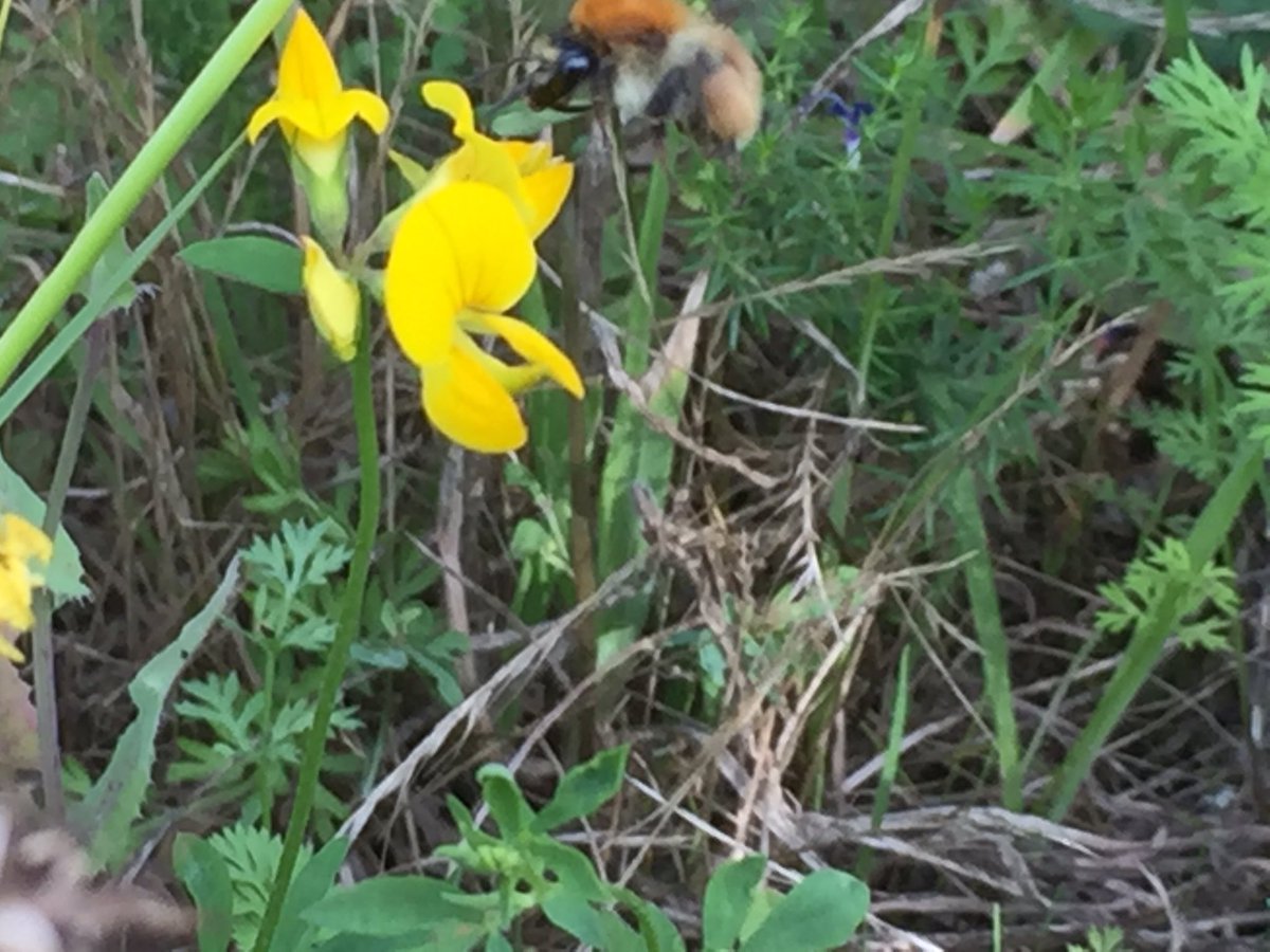 apiculturalLdn's tweet photo. Stitch meadows at the @noordinarypark still looking fabulous and providing food for pollinators throughout August when all our native trees and shrubs have ceased flowering. Covered in bees including these rare Bombus humilis #sillyurbanmeadows https://t.co/tT9DhWCRQK