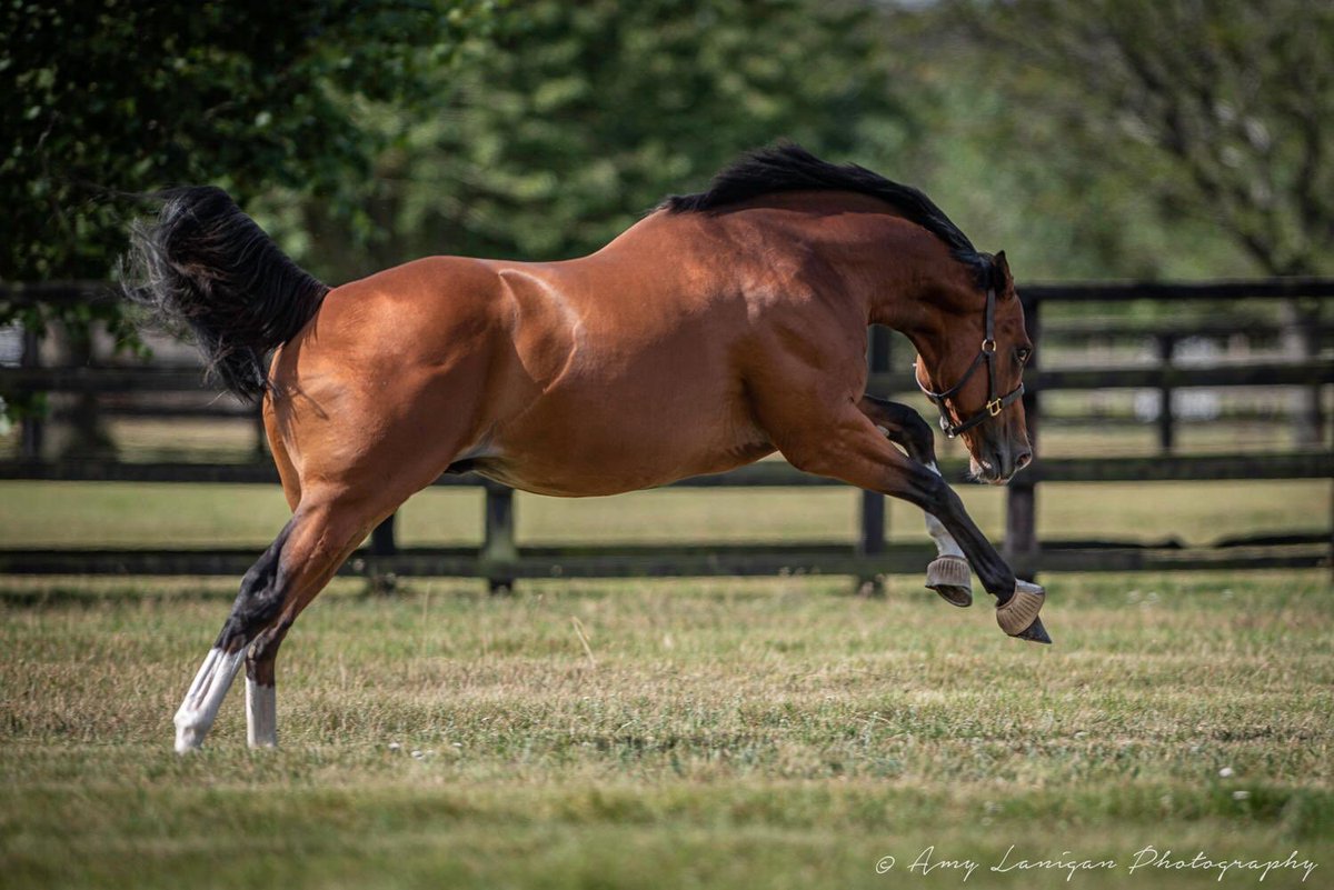NatStudStallion's tweet photo. Rajasinghe enjoying his summer break! #firstfoals2020 https://t.co/I39ij5O3C9
