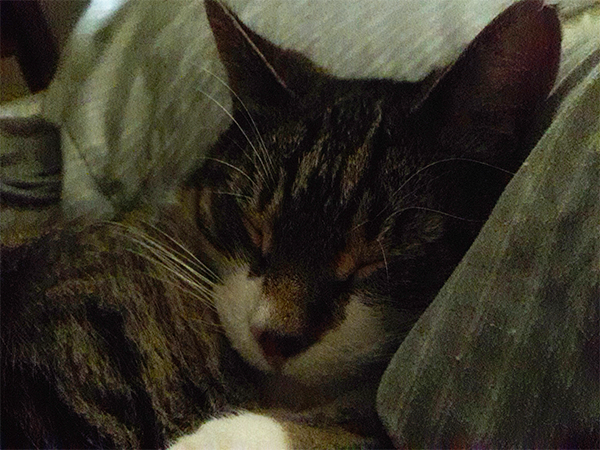 The fellow I cuddled with last night. Happy #InternationalCatDay https://t.co/962XwPpXTs<a href="/tag/internationalcatday"class="tags">#InternationalCatDay</a>