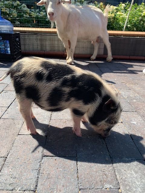 WDCkids's tweet photo. We’re gonna have a cow (so much fun) at our next festival, you can ask Mr. Piggles, he was piggin' out. Come and enjoy the outside activities and Double Dutch with the queen of it all. #kidfriendlydc #washingtondc #childrenmuseum #exploredc #communityfestival #ward5 #dckids https://t.co/kxLUyVU5nl