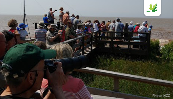 NCC_CNC's tweet photo. Nature lovers are flocking to NCC's Johnson's Mills Shorebird Interpretive Centre in NB to see thousands of semipalmated sandpipers! These incredible birds are in the Bay of Fundy getting ready for the next leg of its migration to Central &amp; South America. https://t.co/AlFgFRU3ae https://t.co/60menxnSWw