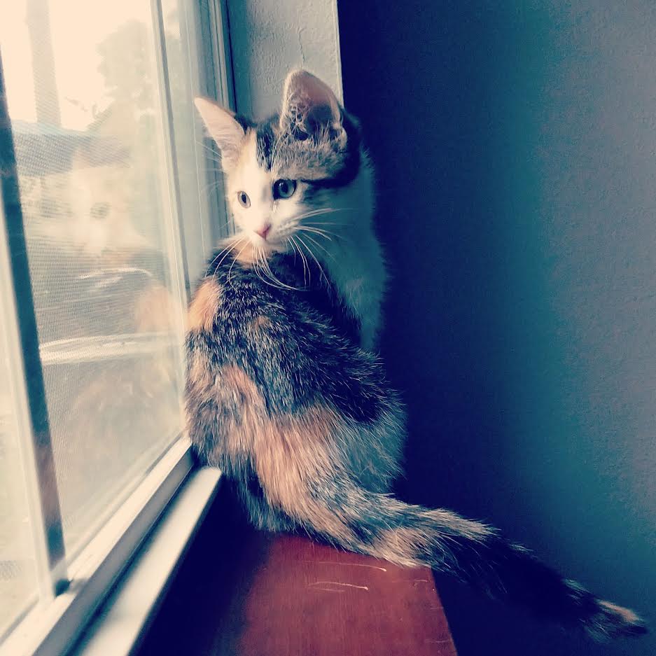 lawrencelibrary's tweet photo. This sweet baby is Barbara "Babs" Bubbles. She lives with Ransom, our Collection Development Librarian, and has an unfortunate affinity for power cords. #InternationalCatDay #LPLcats #LFKpets https://t.co/MncHzHUTqI