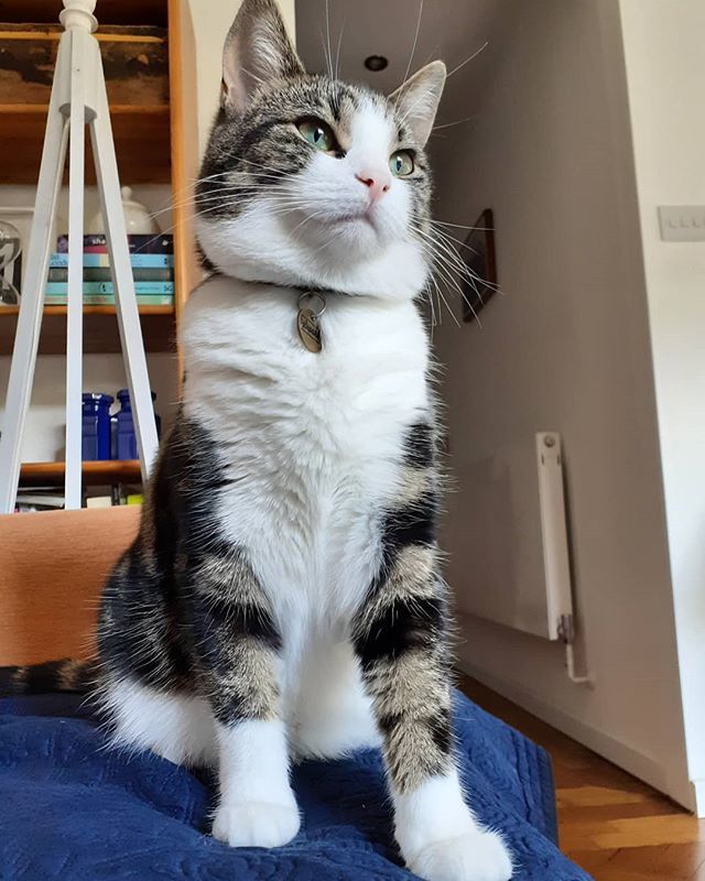 eloise_garrison's tweet photo. Cleo 💖 https://t.co/5JRdOzDfwg https://t.co/esGicmdX6v