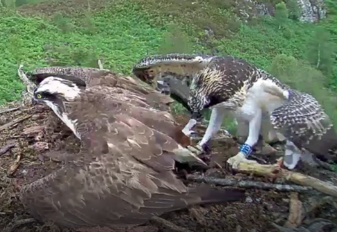 geemeff's tweet photo. Don't bite the foot that feeds you! #Louis the #LochArkaigOsprey makes a #difficultdelivery this afternoon as #daughter #Rannoch drags him by the foot in her eagerness to get to the fish: https://t.co/watLYBzoa6. From 
@WoodlandTrust#nestcam: https://t.co/LxE0Zfyrqw https://t.co/qUD09FwGzQ
