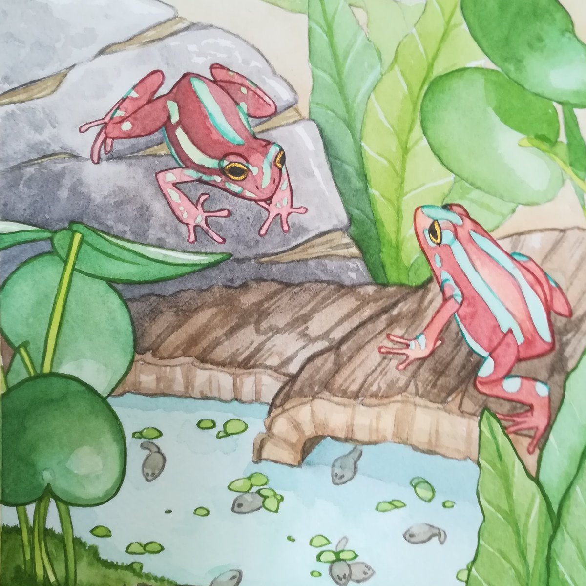 ChewyBit's tweet photo. Finished commission for a follower!
#santaisabela #dartfrog #frogs #terrarium #commissionsopen #pets #amphibians https://t.co/6vRrcQhuYG