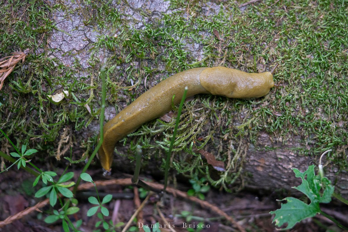 Damaris Brisco On Twitter Banana Slugs And A Few Other