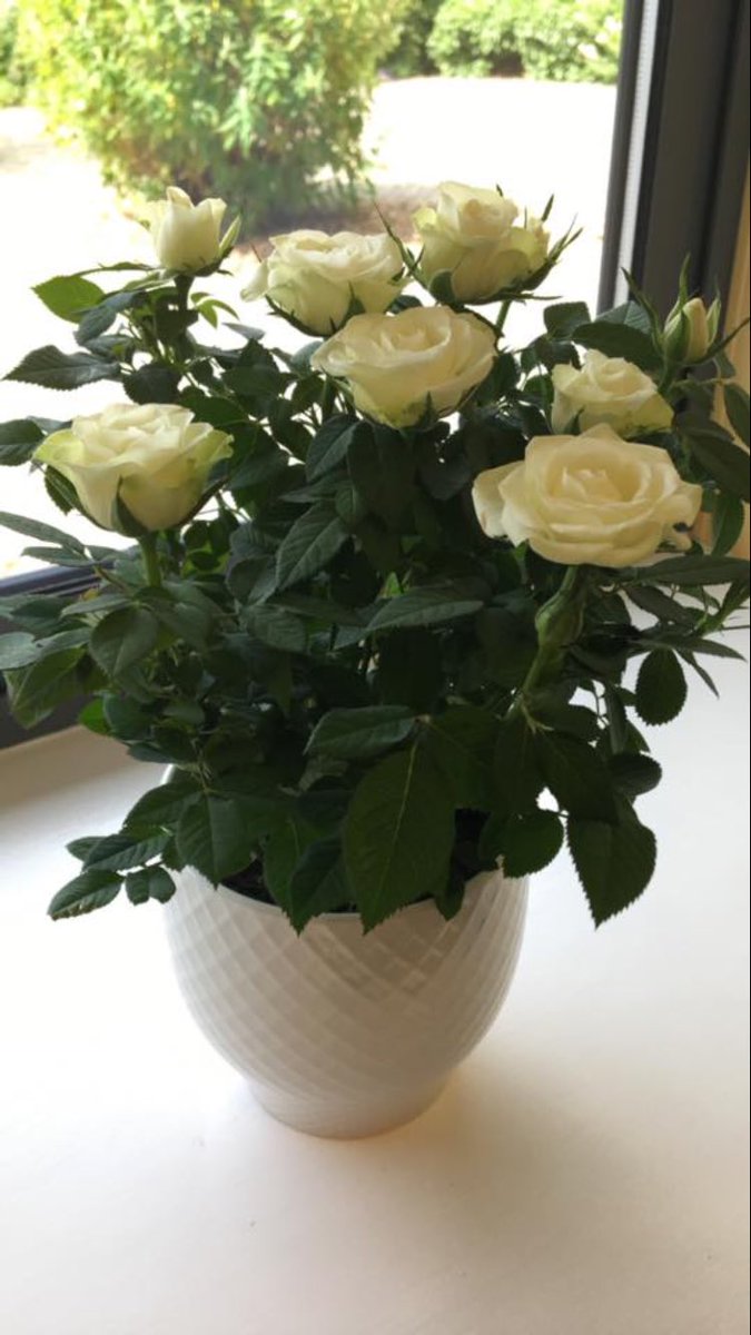 Sarahdoddy's tweet photo. @LTHT_People The Admissions Department @Wharfedale_Hosp received this beautiful rose plant from a very pleased patient today, we were very touched, a lovely addition to the office https://t.co/JJJL1l1lBf