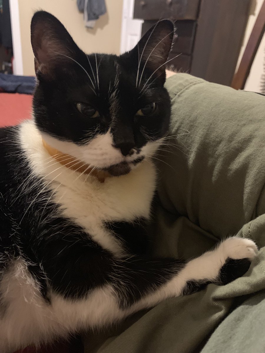 ericmcgill0214's tweet photo. Happy #InternationalCatDay from Oreo https://t.co/6y4D3sutWC