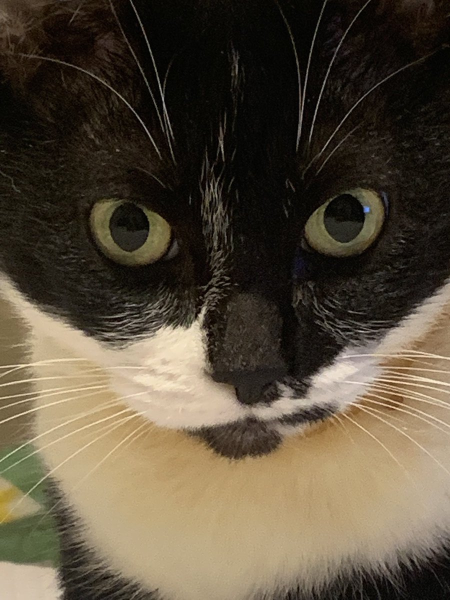 ericmcgill0214's tweet photo. Happy #InternationalCatDay from Oreo https://t.co/6y4D3sutWC