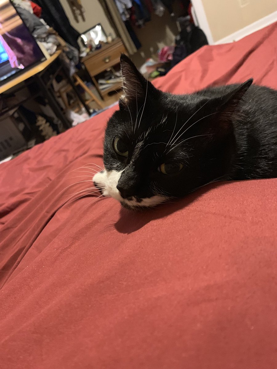 ericmcgill0214's tweet photo. Happy #InternationalCatDay from Oreo https://t.co/6y4D3sutWC