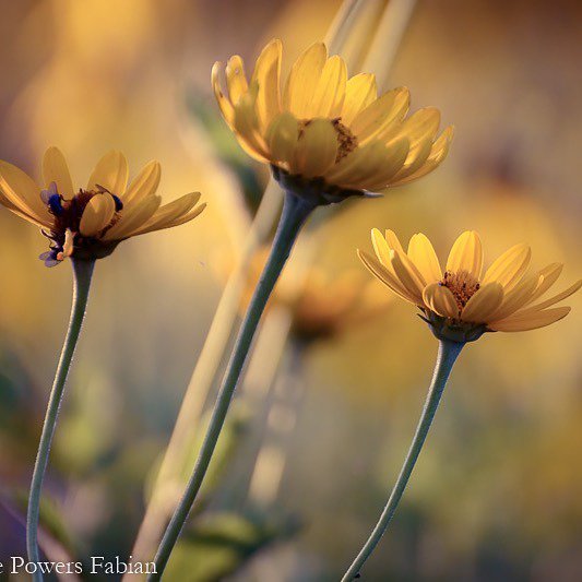 Golden glow of the Bog. #pin #august #wildflowers #flowersofinstagram #dof #naturelovers #springfieldbog #summitcountymetroparks #akron #summitcounty #summertime #summerinohio #goldenhour #1000gifts ift.tt/2MPK8jC