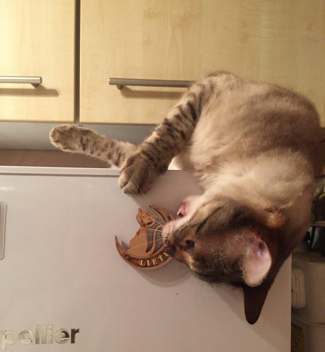 EJ_Robins's tweet photo. Happy #InternationalCatDay from my Bengal buddy, Rosa 

Favourite pastimes include rolling around on pairs of shoes, grabbing magnets off the fridge &amp; throwing them on the floor, and, of course, yodelling at 3am in the morning when I'm trying to sleep. 

Wouldn't change a thing! https://t.co/028oOrpRBo