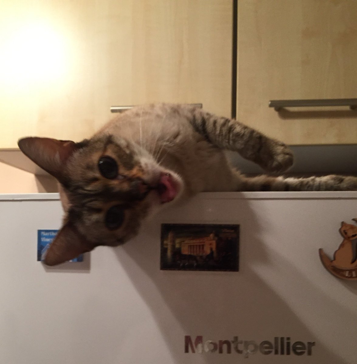 EJ_Robins's tweet photo. Happy #InternationalCatDay from my Bengal buddy, Rosa 

Favourite pastimes include rolling around on pairs of shoes, grabbing magnets off the fridge &amp; throwing them on the floor, and, of course, yodelling at 3am in the morning when I'm trying to sleep. 

Wouldn't change a thing! https://t.co/028oOrpRBo