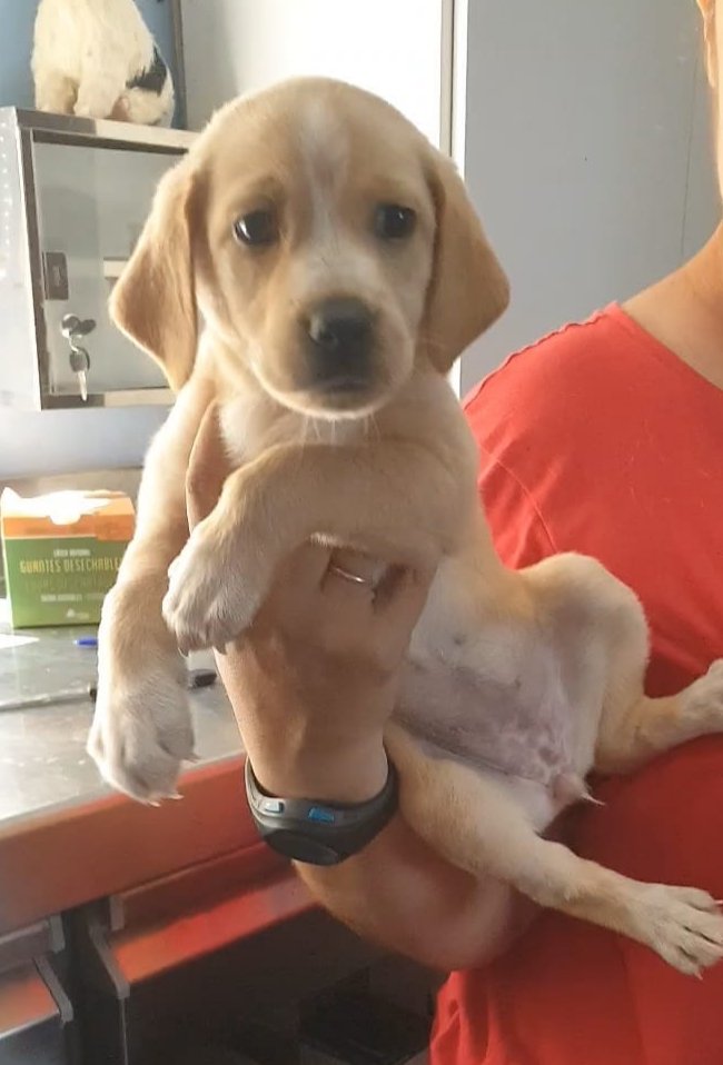 Recordáis que hace un mes nos dejaron una perrita de 10 dias en una caja al sol en la puerta? Pues os presentamos a Salma. Gracias a las casas de acogida que hacen milagros. Por cierto, tenemos muy pocas, os apuntáis?