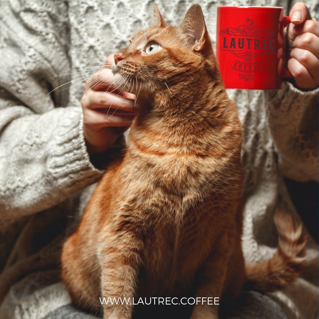 #DiaInternacionalDelGato l No hay mejor compañía que un gato para disfrutar de un delicioso #café lautrec.coffee 
#FelizJueves ☕🐈
