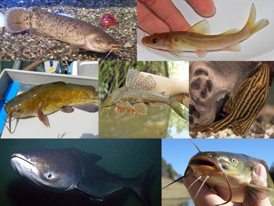 Katie O'Reilly on X: DYK that 1 out of every 10 fish species is a