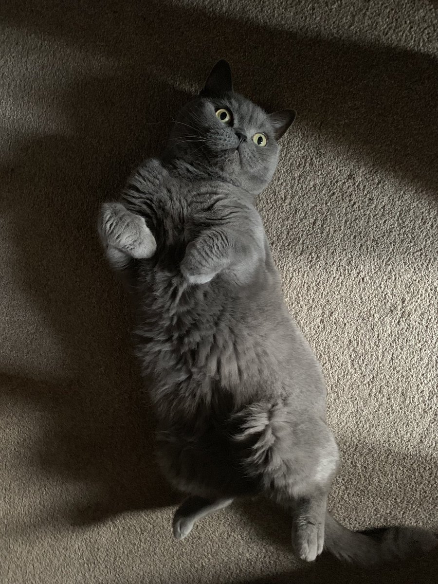 official_clancy's tweet photo. @boohoo Don’t be fooled by the cuteness 💁‍♀️🐱 https://t.co/HCeYvuZosE