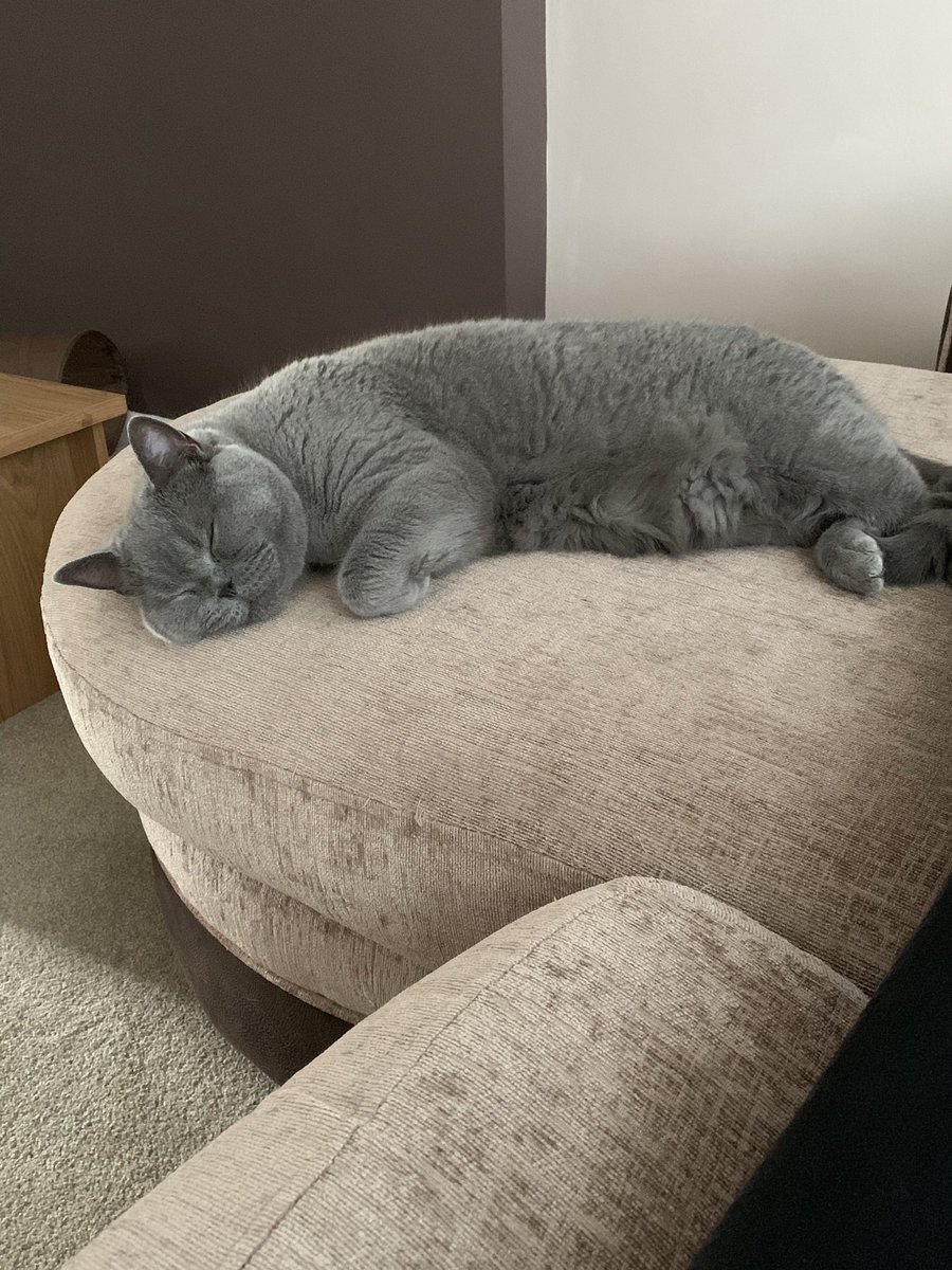 official_clancy's tweet photo. @Missguided @Michel_e_b 🐱😴 https://t.co/syOrwRi019