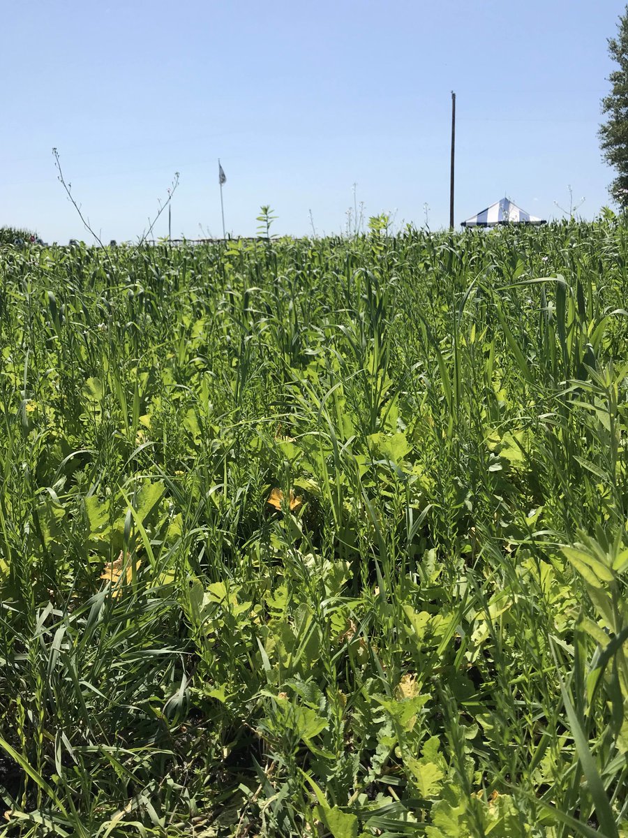 MNFarmfest's tweet photo. New this year - cover crops on Seed Row! Learn about how these plants can enrich your soil at #MNFarmfest #Farmfest19 https://t.co/McKZ4N07uE