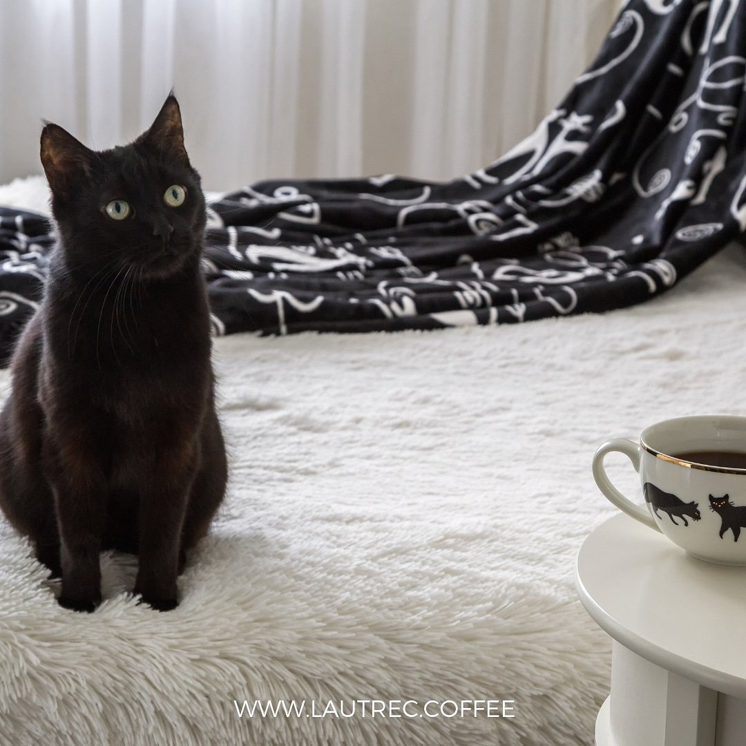 #InternationalCatDay l Celebramos el día internacional del gato con un delicioso #café lautrec.coffee