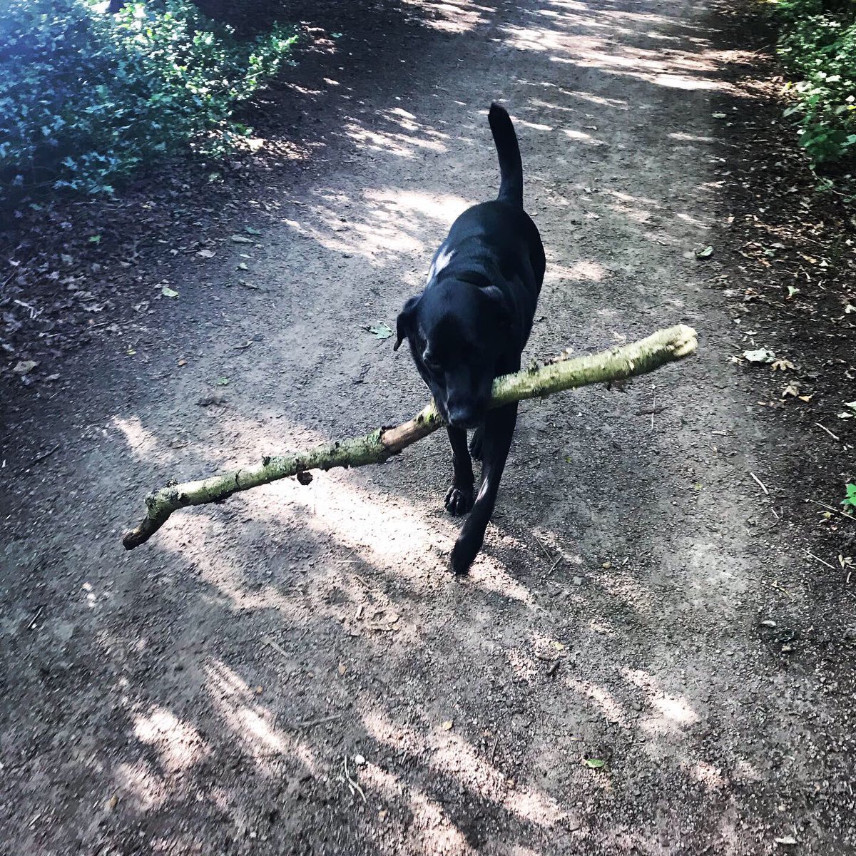 AndrewCritchett's tweet photo. All walked out. Aaaaand. Stick of the day. #allwalkedout #stickoftheday https://t.co/3Tau7gUTsR