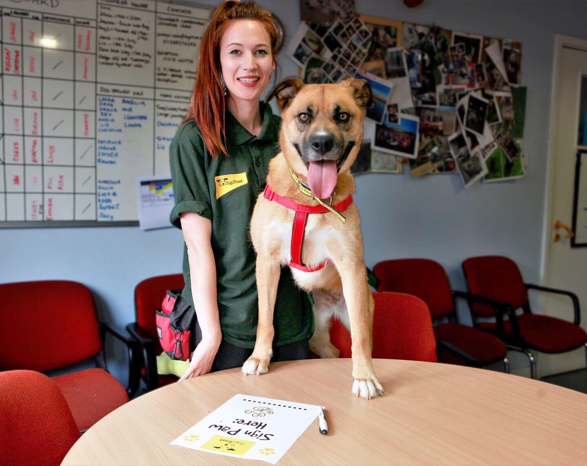 DT_Shoreham's tweet photo. It’s #TransferDeadlineDay today, and our new arrival Sally has just finished being assessed by our trainers 🌟 having her vet checks ✅ and has now signed her paw on the dotted line📝... all of this meaning she is ready to find herself a #ForeverHome! https://t.co/6fJKIDfWvb https://t.co/g9jsUiwk4E