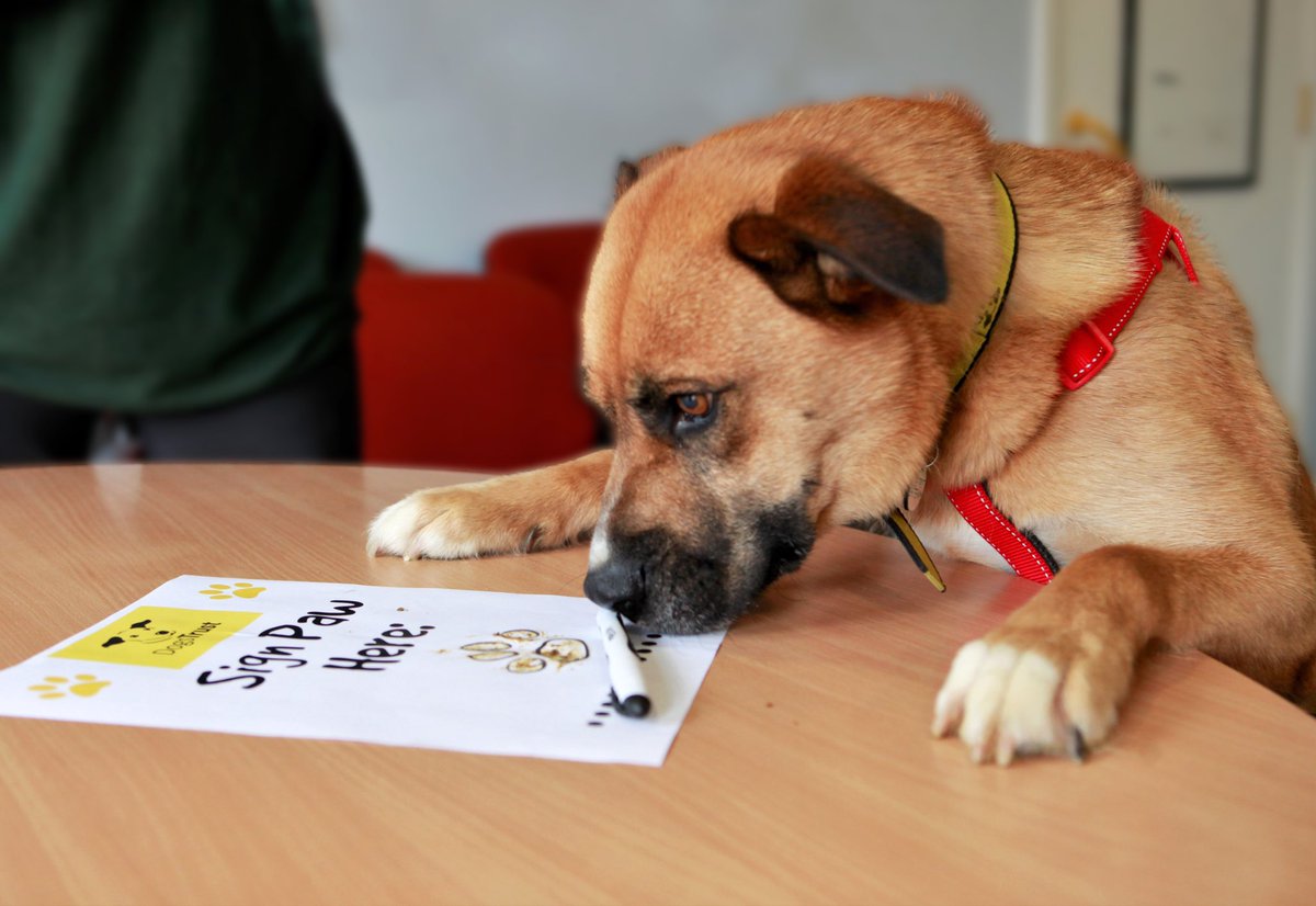 DT_Shoreham's tweet photo. It’s #TransferDeadlineDay today, and our new arrival Sally has just finished being assessed by our trainers 🌟 having her vet checks ✅ and has now signed her paw on the dotted line📝... all of this meaning she is ready to find herself a #ForeverHome! https://t.co/6fJKIDfWvb https://t.co/g9jsUiwk4E