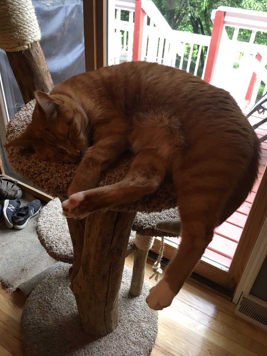 krebsac's tweet photo. @bestcataccount Ezra and George. https://t.co/zo4GPHzKzP
