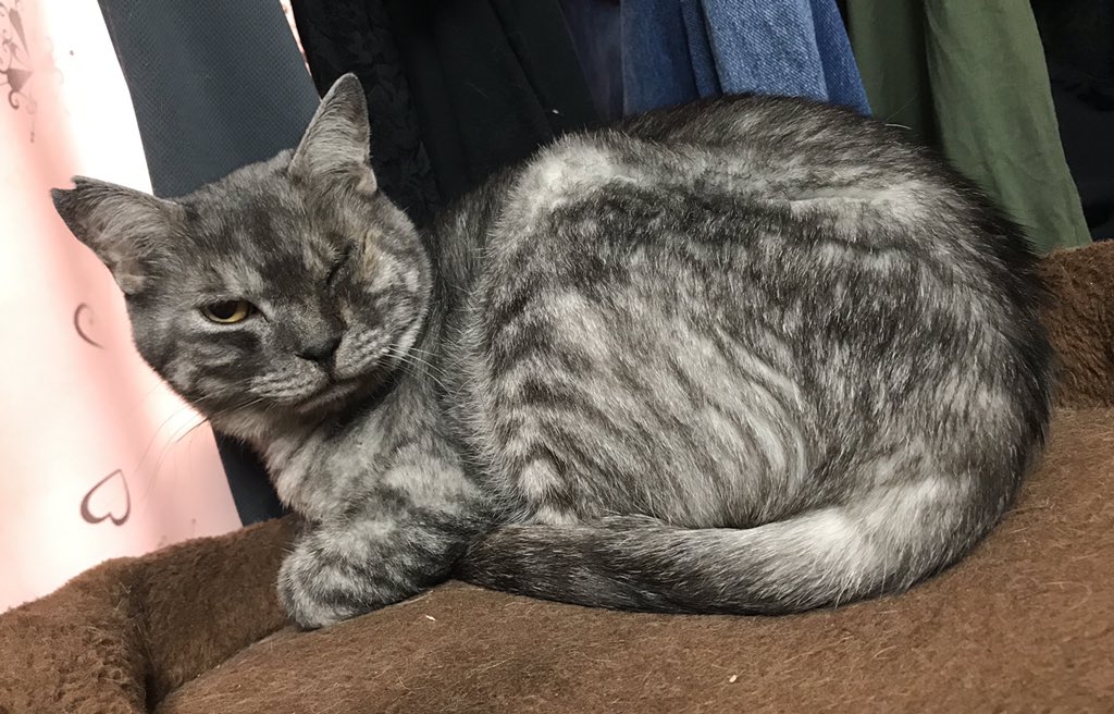 12Nyanko29's tweet photo. 今日は世界猫の日だそうです。
聖心琉は1日中キャットタワーの上でゴロゴロとのんびりしていました(=^･ω･^)　カメラを向けるとキリッとイケにゃん顔を見せてくれました‼
#世界猫の日 
#リトルキャッツ出身 
#にゃんくる卒業
#保護猫 https://t.co/NjTzMoxu9K