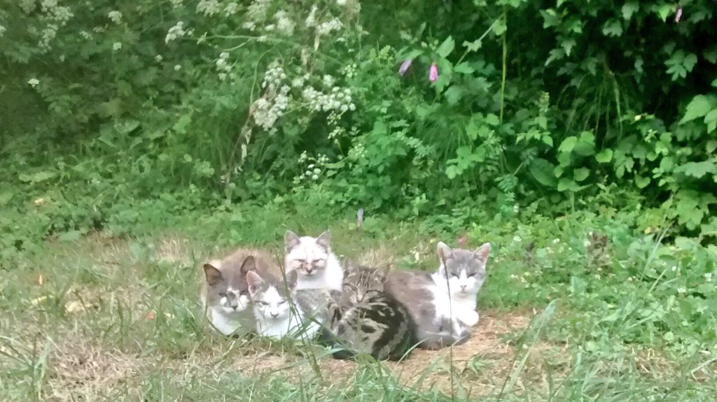 Natura viva, Bearne
#InternationalCatDay